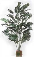 Bamboo Palm